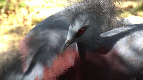 Close-up-Maroon-breasted-Crowned-Pigeon